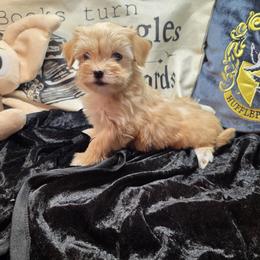 Pumpkin - Chocolate male Havanese puppy in Deer Park, Washington from Mt. Top Havanese