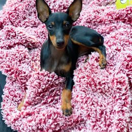 Ibizan Hound and Manchester Terrier Puppies from Dugualla