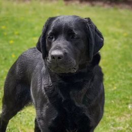 Yuna - Labrador Retriever