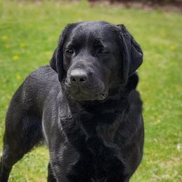 Yuna - Labrador Retriever