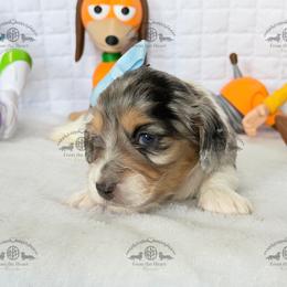 Miss. Yellow-5200 - Dapple female Dachshund puppy in Ocala/Gainesville, Florida from From the Heart Doxies