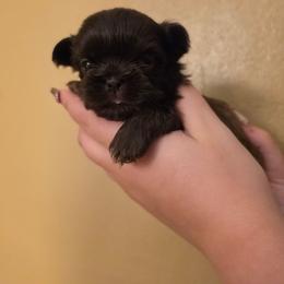 Boy 1 - Chocolate male Shih Tzu puppy in Norris City, Illinois from Dainty and Darling Shih Tzu