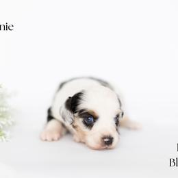 Bonnie - Blue merle female Miniature Australian Shepherd puppy in Wooster, Ohio from Kari's Mini Aussies