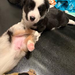 Oslo (Blue Collar) - Black and white male Cardigan Welsh Corgi puppy in Greensboro, North Carolina from Wynnewood Kennels