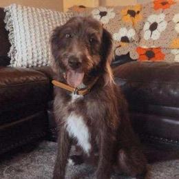Rosie - Labradoodle