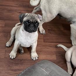 Finn - Fawn male Pug puppy in Moorefield, West Virginia from Wratchford Farms