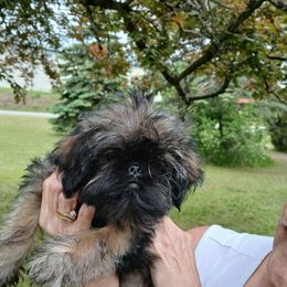 2wiggles - Tan female Brussels Griffon puppy in Mayville, Michigan from Carol's Brussels Griffon