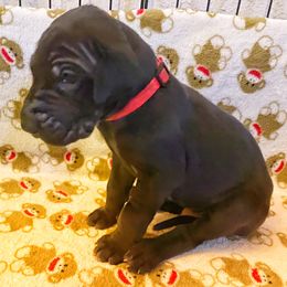Great Dane Puppies from P&C Mountain Danes of CO