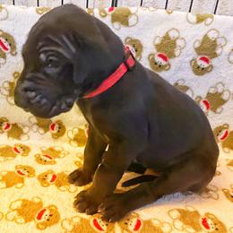 Great Dane Puppies from P&C Mountain Danes of CO