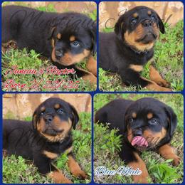 Boy 1 - Black and mahogany male Rottweiler puppy in Blanchard, Oklahoma from Mystique Kennel