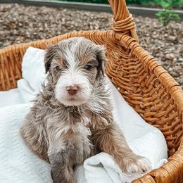Sunny - female Australian Mountain Doodle puppy in Tryon, North Carolina from Melrose Mountain Farm