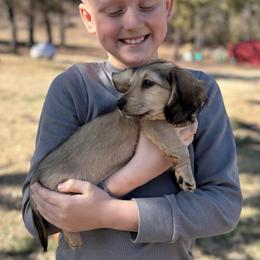 Gina - Cream female Dachshund puppy in Mc Alester, Oklahoma from A Anchor Farm