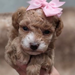 Orange Girl - Red  female Goldendoodle puppy in Vernon, Texas from Sugarland's Texas Goldendoodles