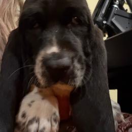 Girl 1 - Mahogany and white female Basset Hound puppy in Pflugerville, Texas from Mountain Mama Bassets