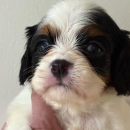 Tracy - Tri-color female Cavalier King Charles Spaniel puppy in Walterboro, South Carolina from Puddlejumpers