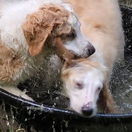 English Shepherd Puppies from ThreeDarkBays English Shepherds