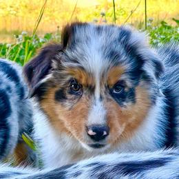 Sosuke - Blue merle male Australian Shepherd puppy in St. Paul, Oregon from Raybell Ridge Farm
