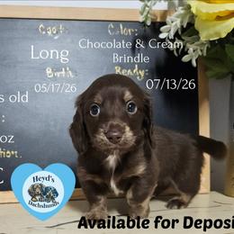 Fox - Chocolate and cream male Dachshund puppy in Hoquiam, Washington from Heyd's Mini Dachshunds