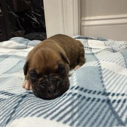 Boy 3 - Fawn male Boxer puppy in Prestonsburg, Kentucky from Bre’s Boxers