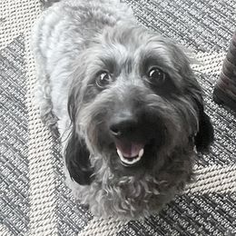 Pepper - Dachshund