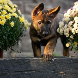 Pinky - Sable female German Shepherd puppy in Peotone, Illinois from Creede K9