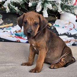Blue Blue and White Collar - Rd whtn blk nose male Rhodesian Ridgeback puppy in Gaffney, South Carolina from Circle D Farms