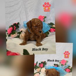 Black - Red male Labradoodle puppy in Vancouver, Washington from Vancouver Doodles Buddies