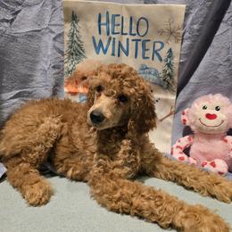 Yellow Collar - Apricot female Poodle puppy in Vass, North Carolina from Dakliff Standard Poodles