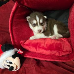 Bell - Red and white female Siberian Husky puppy in Kansas City, Missouri from Anuun's Huskies