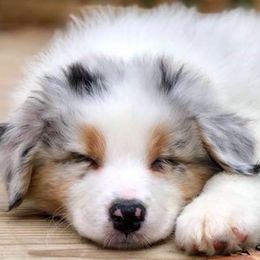 Australian Shepherds from Antebellum Australian Shepherds