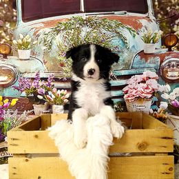 Darrin - Black and white male Border Collie puppy in Avilla, Indiana from Borderline Kennels