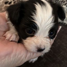 Tucker - White and black male Papillon puppy in Salina, Utah from Desert Mountain Papillons