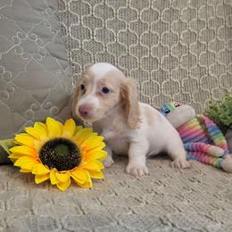 Handsome - Cream male Dachshund puppy in Las Piedras from New Empire Kennels