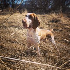 Bracco Italiano and German Wirehaired Pointer All Grown Up from Claddagh Kennel