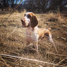 Bracco Italiano and German Wirehaired Pointer All Grown Up from Claddagh Kennel