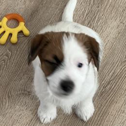 BB.  (Big Boy) - White and tan male Russell Terrier puppy in Palm Desert, California from Cherie's Russell Terriers