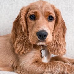 English Cocker Spaniels from South Hampton Spaniels