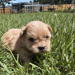 Girl 1 - Gold female Shihpoo puppy in Clayton, North Carolina from The Snuggly Shih Poo