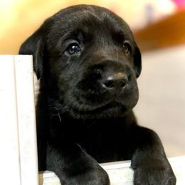 Dilute Retrievers and Labrador Retrievers from Labs Of The Lake