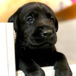 Dilute Retrievers and Labrador Retrievers from Labs Of The Lake