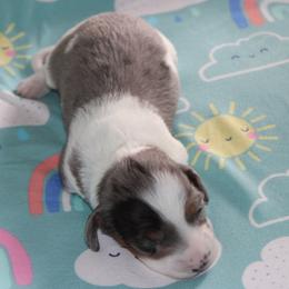 Rogue - Piebald female Dachshund puppy in Staley, North Carolina from Langley Farms Dachshunds