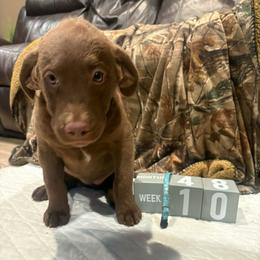 Sapphire - Brown female Chesapeake Bay Retriever puppy in Wisconsin Dells, Wisconsin from Kilbourn Chesapeakes