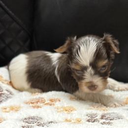 Rafiki AKC - Chocolate, tan and white male Yorkshire Terrier puppy in Labelle, Florida from Chocolate and Parti Yorkies in Florida