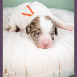 Brad - Merle male Cockapoo puppy in Connersville, Indiana from Deaz Doodle Ranch