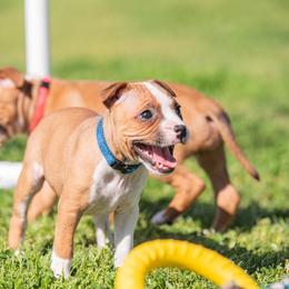 Staffordshire Bull Terrier Puppies from Vivace Staffords