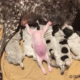 German Shorthaired Pointer Puppies from Coleman Creek Kennel