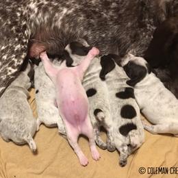 German Shorthaired Pointer Puppies from Coleman Creek Kennel