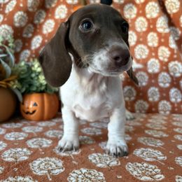Blossom - Piebald female Dachshund puppy in Temecula, California from Naomi Magee's Dachshund Kennel