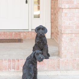 Giant Schnauzer Puppies from Valour's Giants