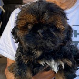 Scout - Sable male Shih Tzu puppy in Chico, California from North State Shih tzus